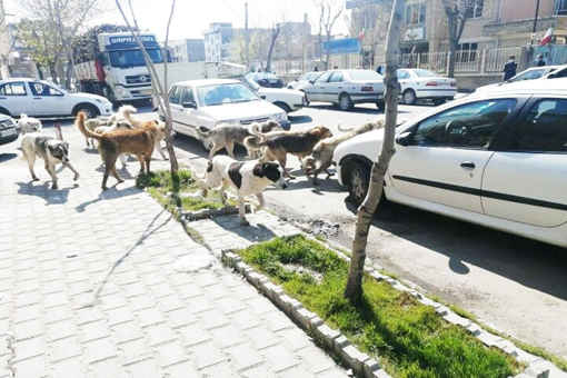 معضلی به نام سگ های ولگرد  