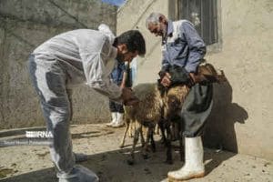 نظارت کارشناسان دامپزشکی ایلام بر ذبح ۷۴۰ راس دام در عید قربان