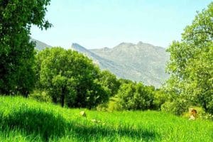 ضرورت حفظ و حراست از جنگل و طبیعت   ✍️شهریار غلامپور