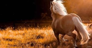 مادرم و دوست خوبش مادیان    *زهرا قاسمیان