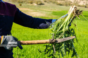 زنگ خطر انقراض؛ گیاهان دارویی ایلام در تنگنای برداشت بی‌رویه
