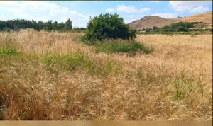 فیلم/ روستای علی‌آباد وسطی؛ نگینی سبز در دل سیروان