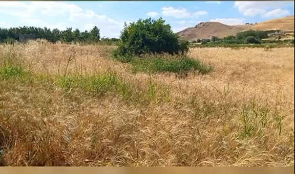 فیلم/ روستای علی‌آباد وسطی؛ نگینی سبز در دل سیروان