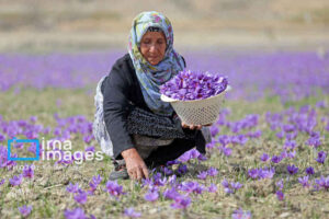 زمین‌های کم‌بازده ایلام رویایی از جنس طلا می‌بافند