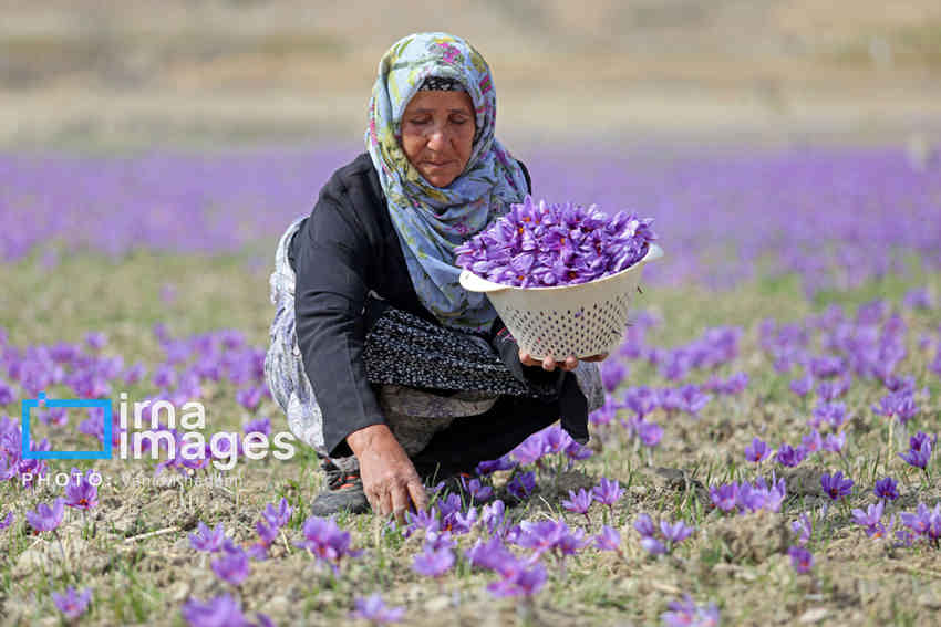 زمین‌های کم‌بازده ایلام رویایی از جنس طلا می‌بافند