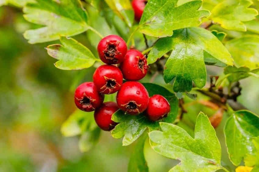 یک میوه با چند خاصیت؛ سلامت با زالزالک
