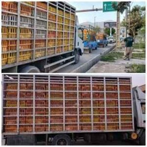 کشف بیش از ۳۲ تن مرغ خارج از شبکه توزیع در استان ایلام