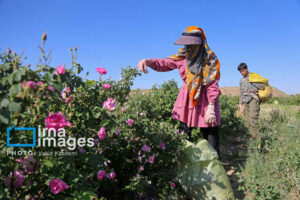 پیش‌بینی برداشت ۵۰ تن گل‌ محمدی در ایلام