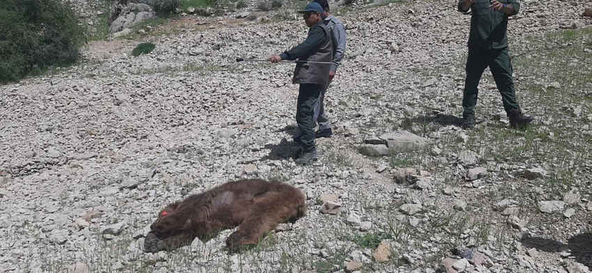 دستگیری شکارچیان خرس در ایلام