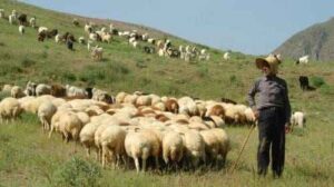 بهره‌مندی بیش از ۱۲۰۰ خانوار ایلامی از خدمات بیمه‌های اجتماعی کمیته امداد