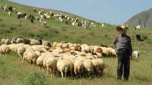 بهره‌مندی بیش از ۱۲۰۰ خانوار ایلامی از خدمات بیمه‌های اجتماعی کمیته امداد